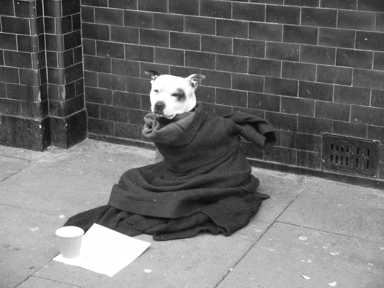 73218933130 - homeless dog columbia road.jpg