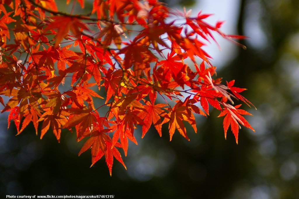 RedAutumnLeaves-001-090317.jpg