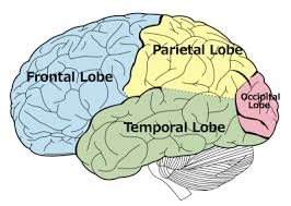 Temporal_Lobe_1.jpg