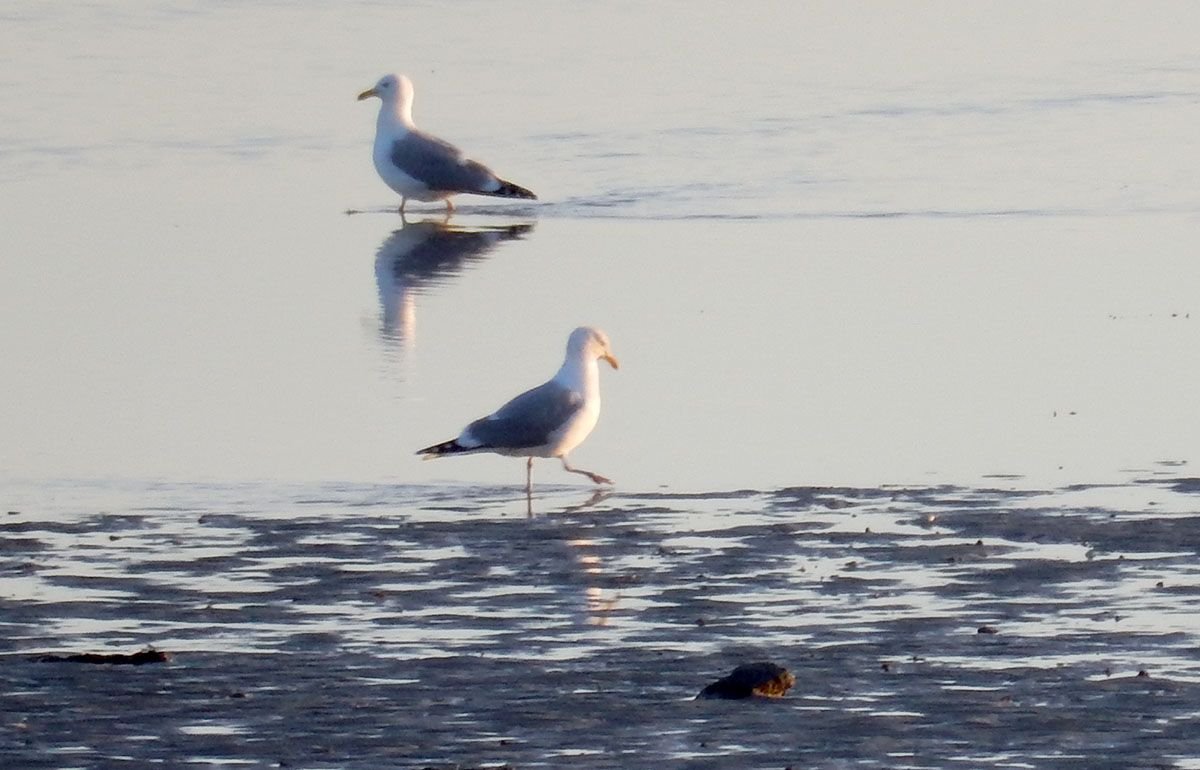 Gulls1.jpg