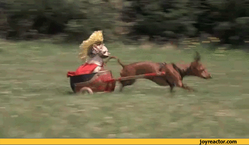 dogs-gif-chariot-814037.gif