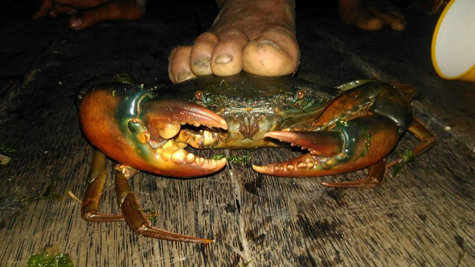 Mangrove Crab Kepiting Bakau