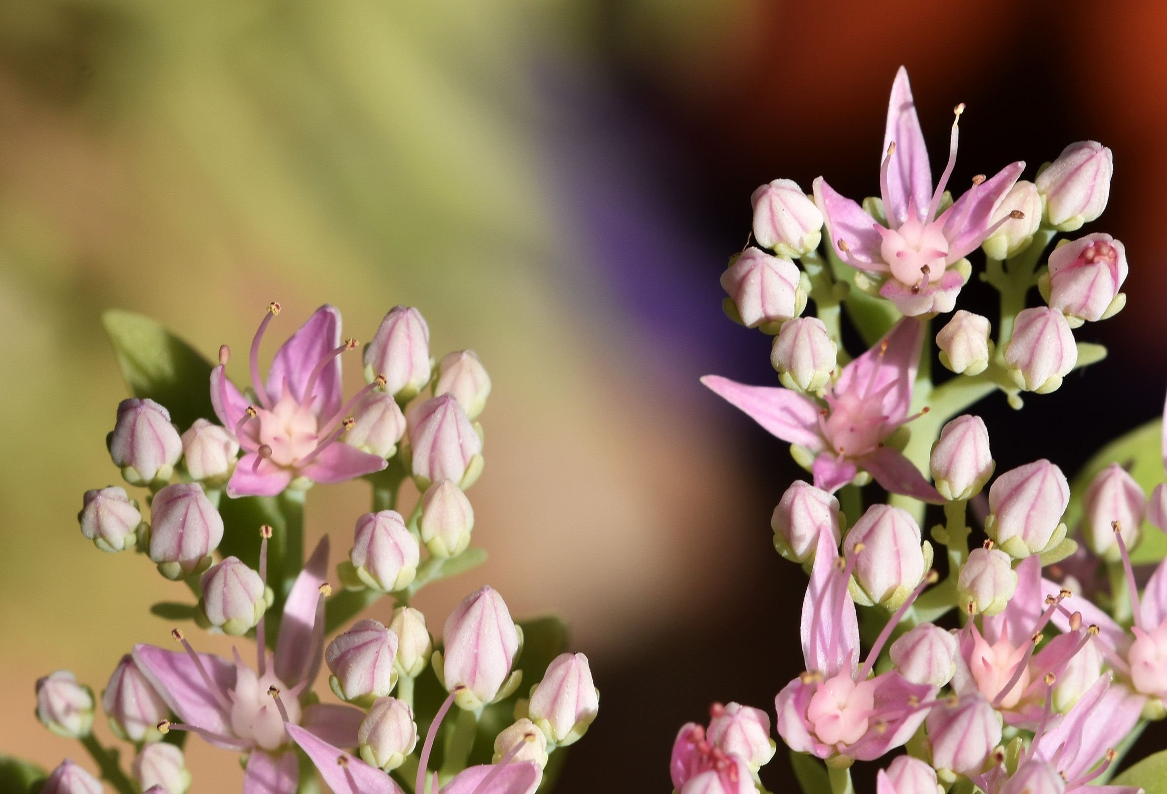 sedum spectabile crystal pink 1.jpg