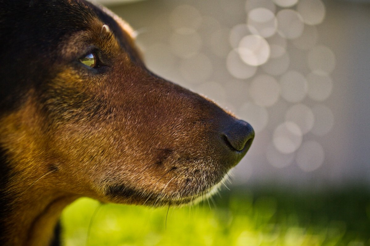 dog-bokeh-spc48.jpeg