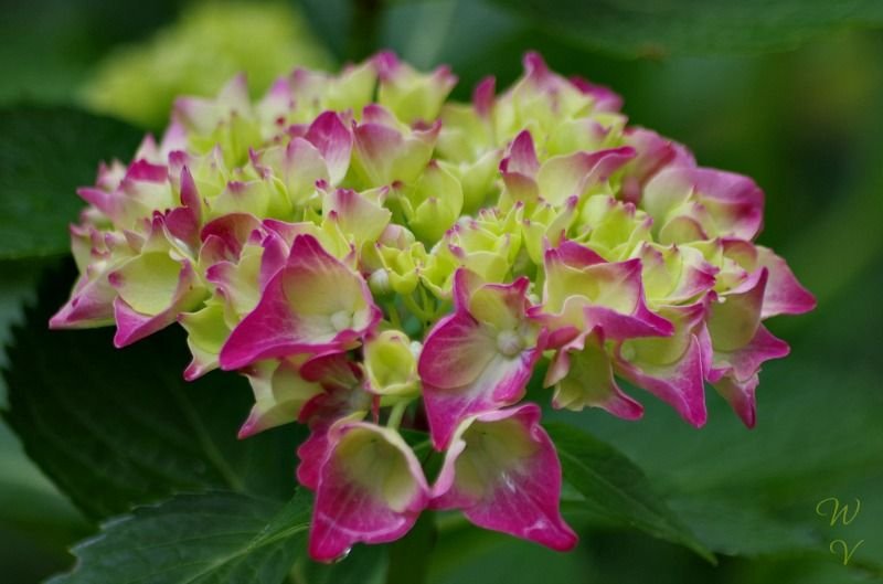 photography-hydrangea.jpg