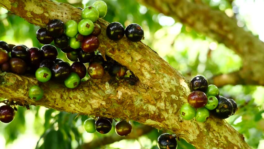 Jabuticaba 3.jpg