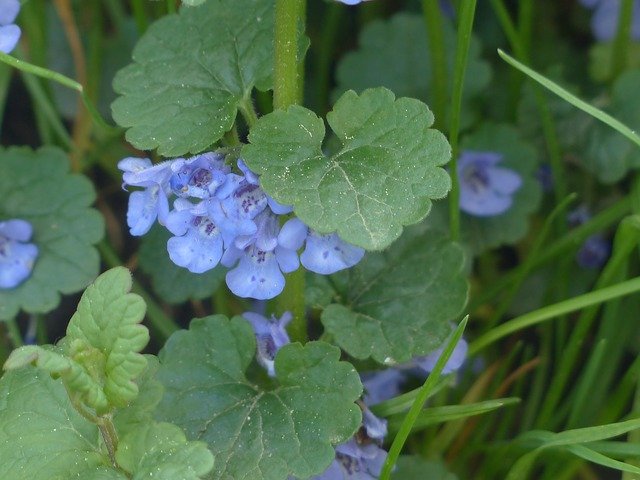 ground-ivy-116264_640.jpg