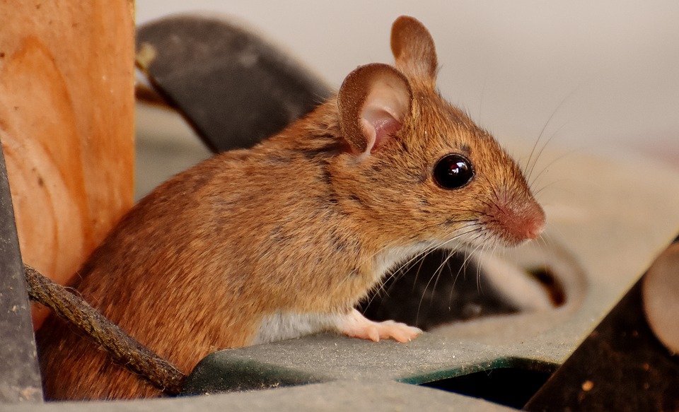 wood-mouse-Alexas_Fotos.jpg