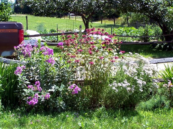 Second Fence Garden - phlox, bee balm, yarrow crop Aug. 09.jpg