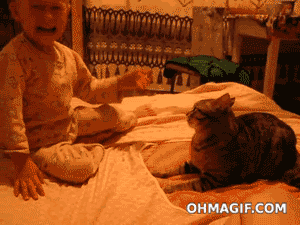 funniest-cat-gifs-dont-mess-with-cats.gif