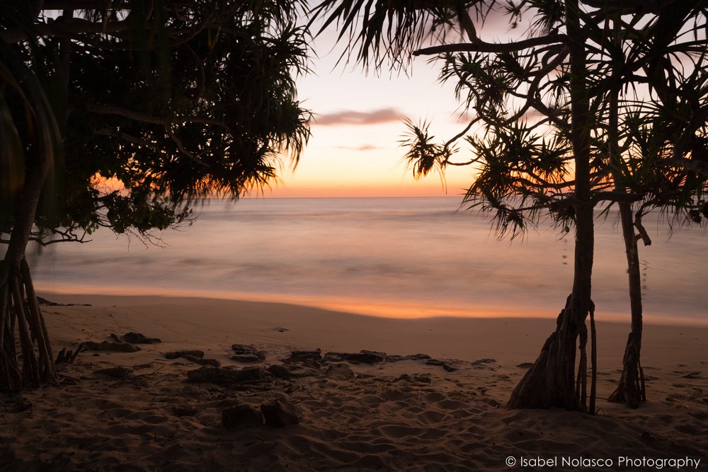 jaco nascer do sol entre arvores de lianas.jpg