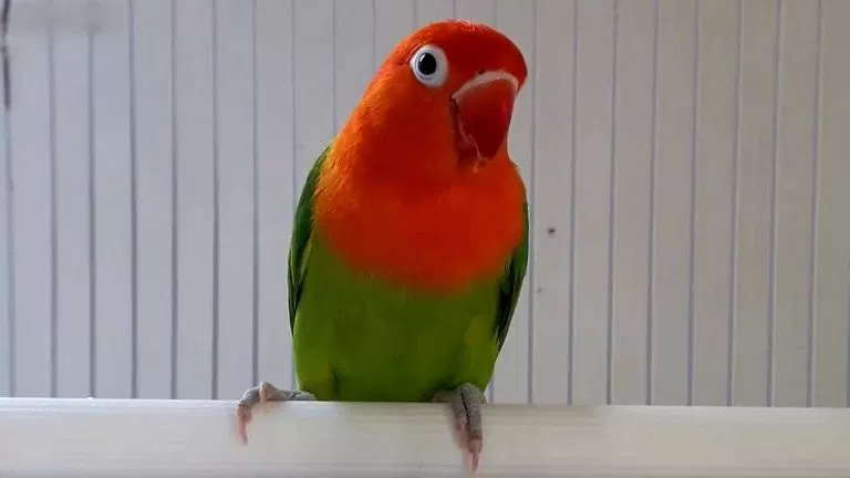 15 Jenis Warna Lovebird Termahal yang Paling Dicari Orang