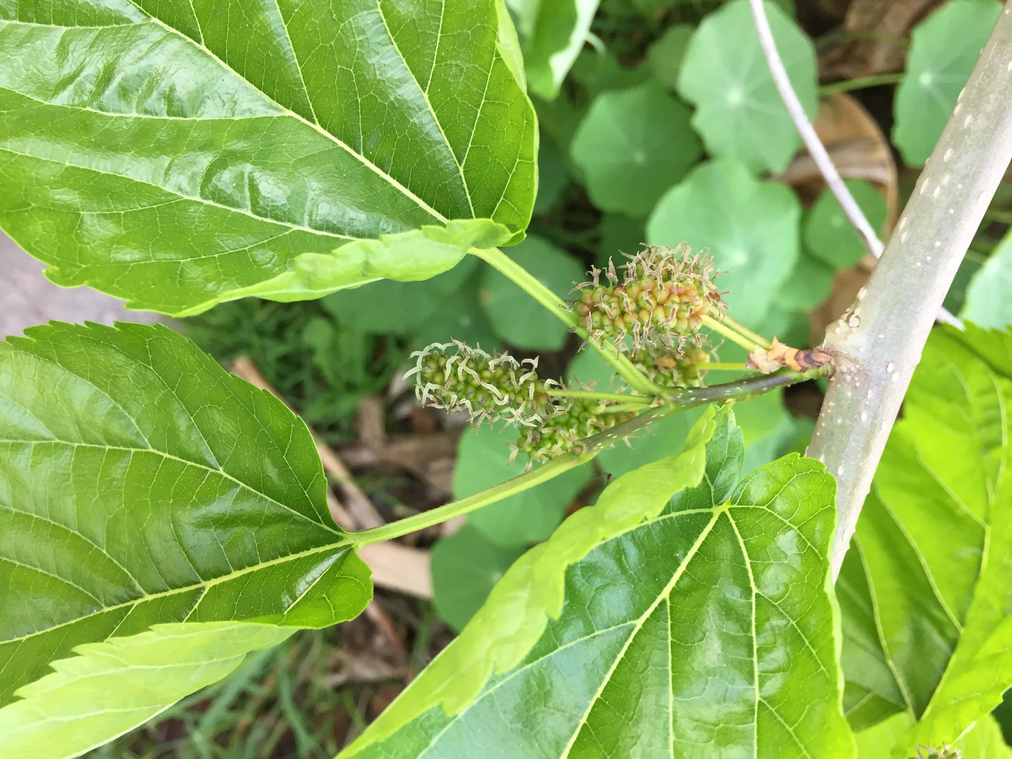 mulberries.jpg