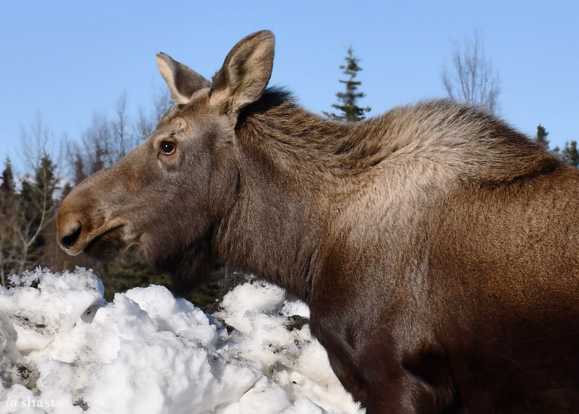 shasta2018march20th47moosemonday7io.jpg