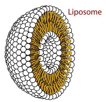 liposome.jpg