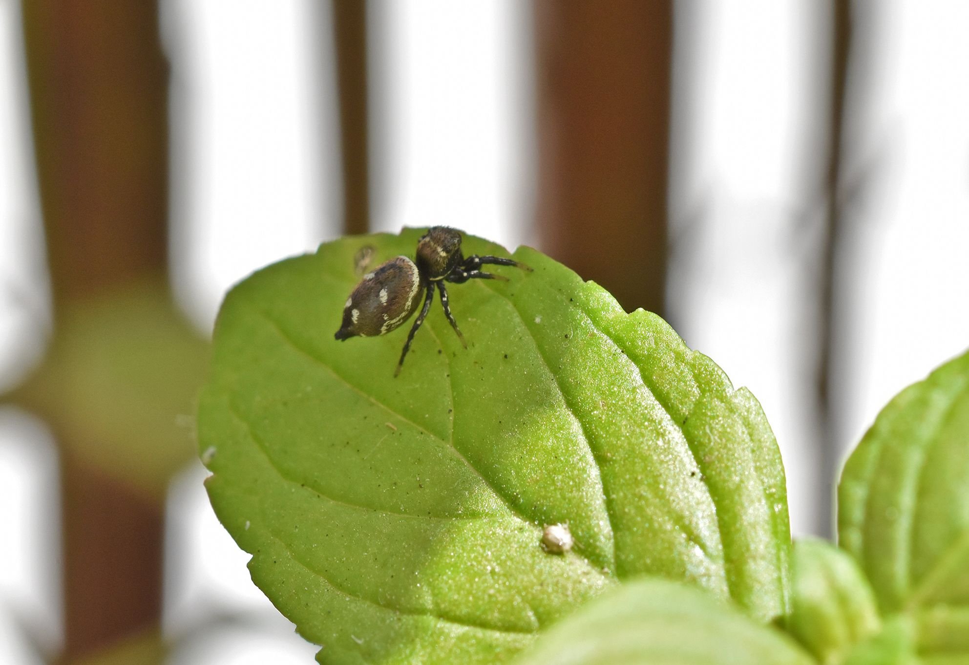 jumping spider luis 2.jpg