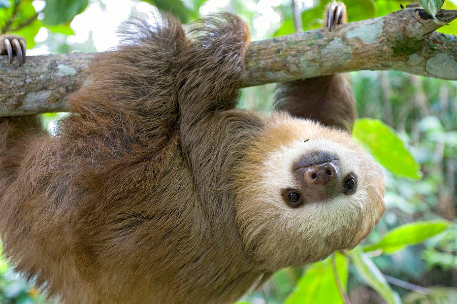 9-hoffmanns-two-toed-sloth-choloepus-suzi-eszterhas.jpg