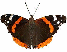 Butterfly Red Admiral 169HS GIF.gif