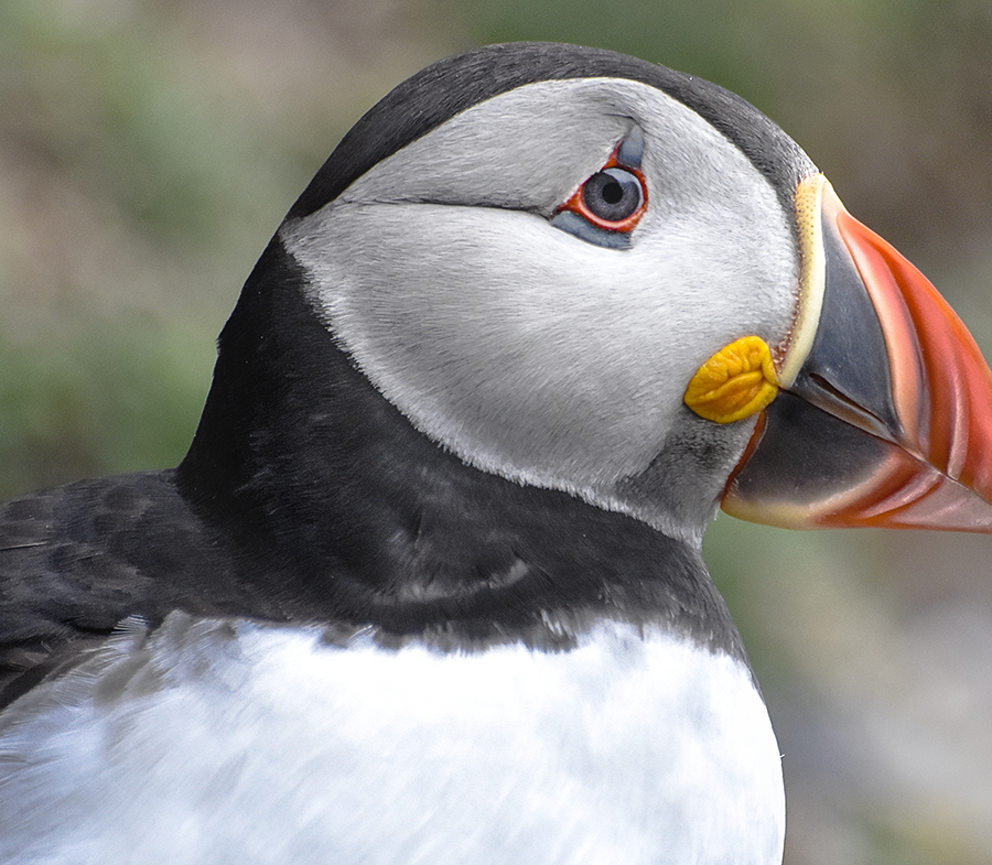 crimsonclad: close up puffin photography on skellig michael.