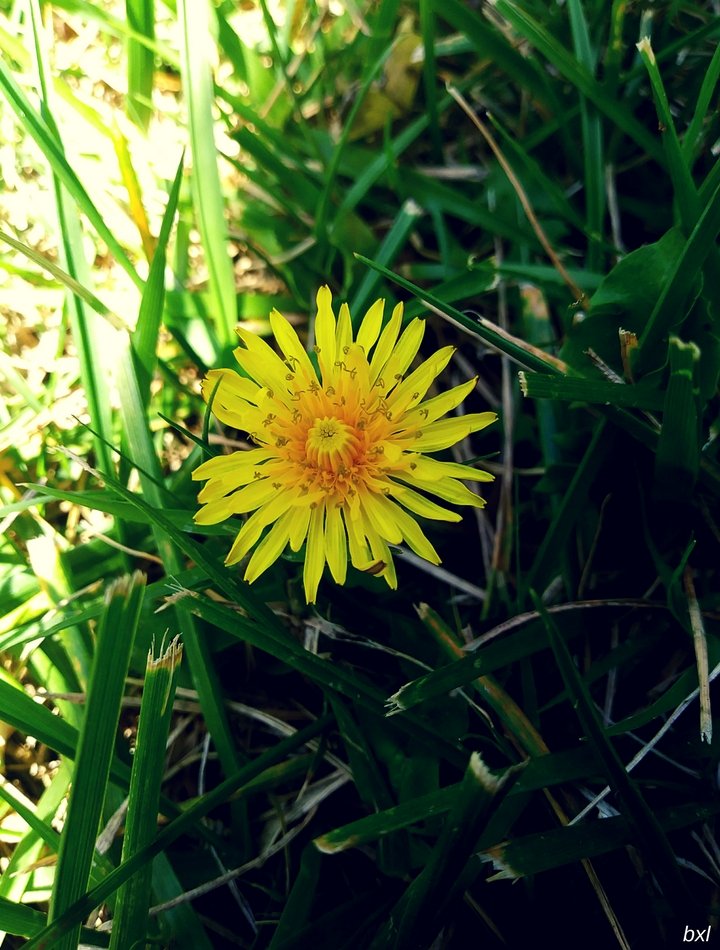 Dandelion flower color challenge yellow wednesday bxlphabet.jpg