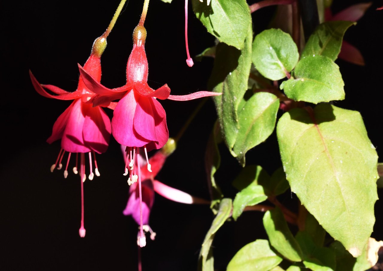 Fuchsia pink flower 1.jpg