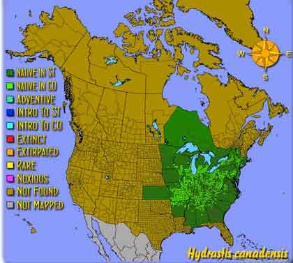 hydrastis-canadensis.jpg