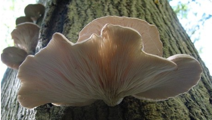 Oyster Mushroom.png