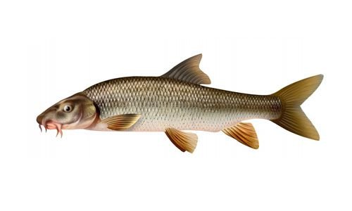 Brzana (Barbus barbus)