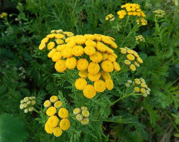 Tansy Tanacetum_vulgare_flowers crop.jpg