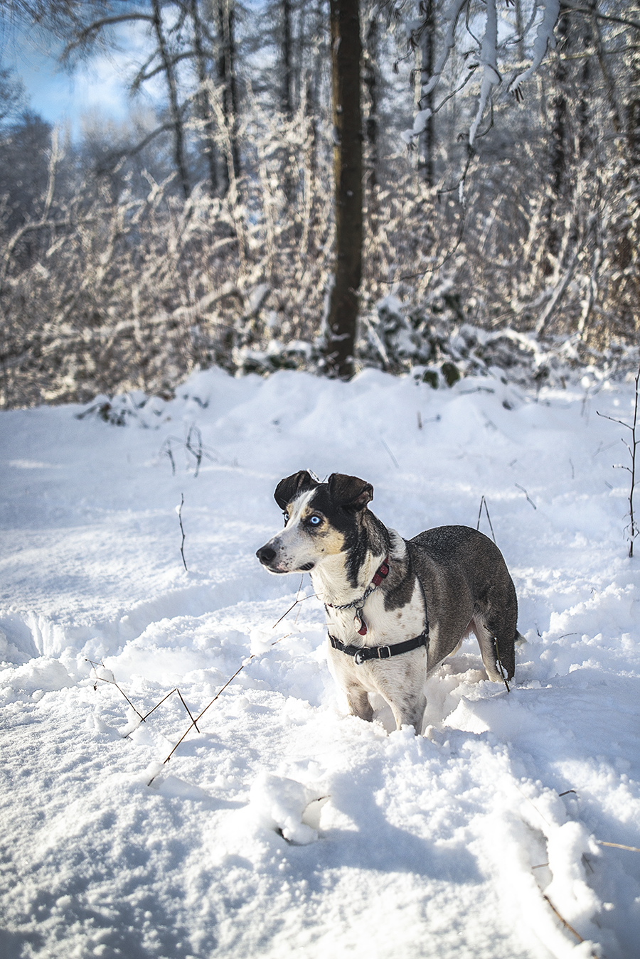 murphydog donates to TARC charity, winter portrait snow dog