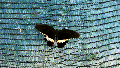 A_black_butterfly_falling_from_a_net.gif