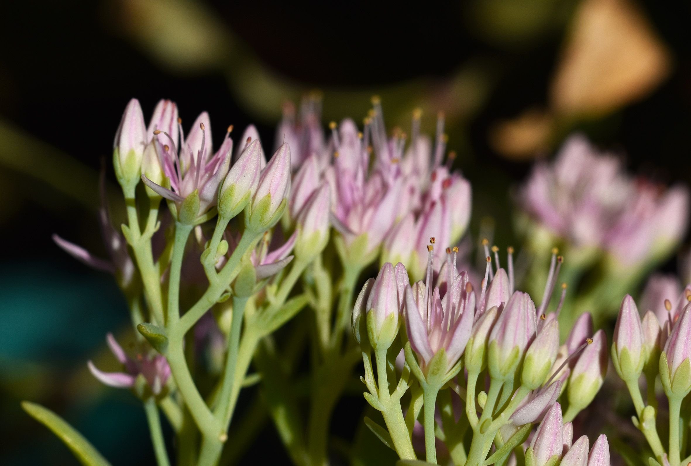 sedum spectabile crystal pink 4.jpg