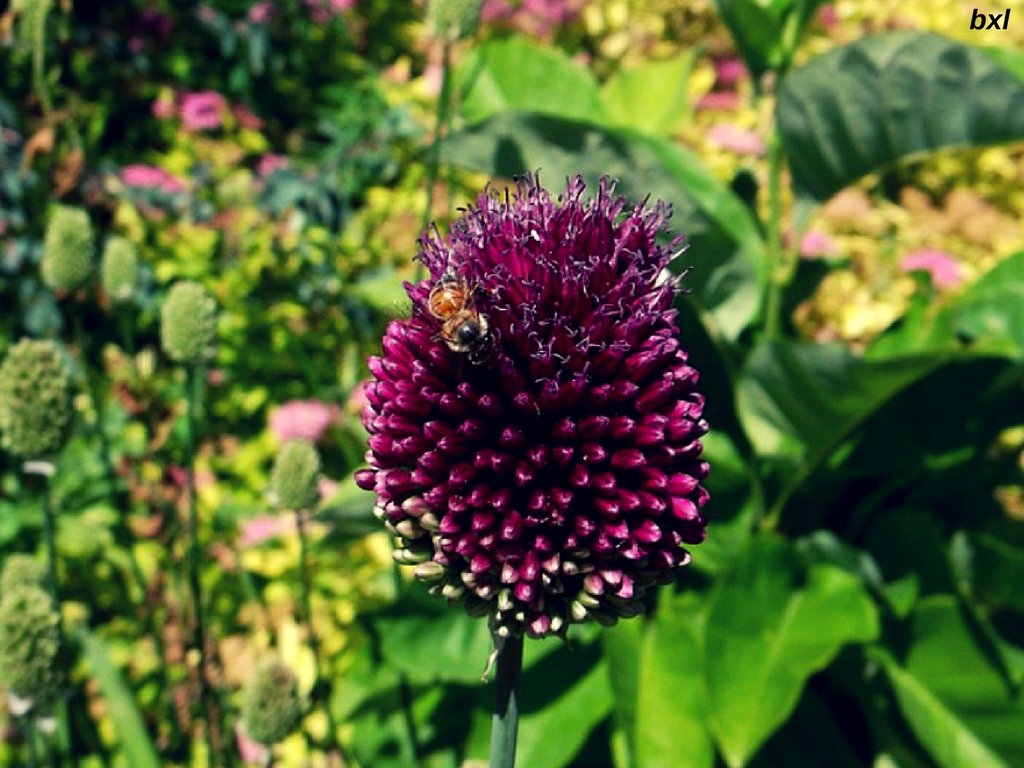 Denver Colorado flower bee color challenge sunday purple bxlphabet.jpg