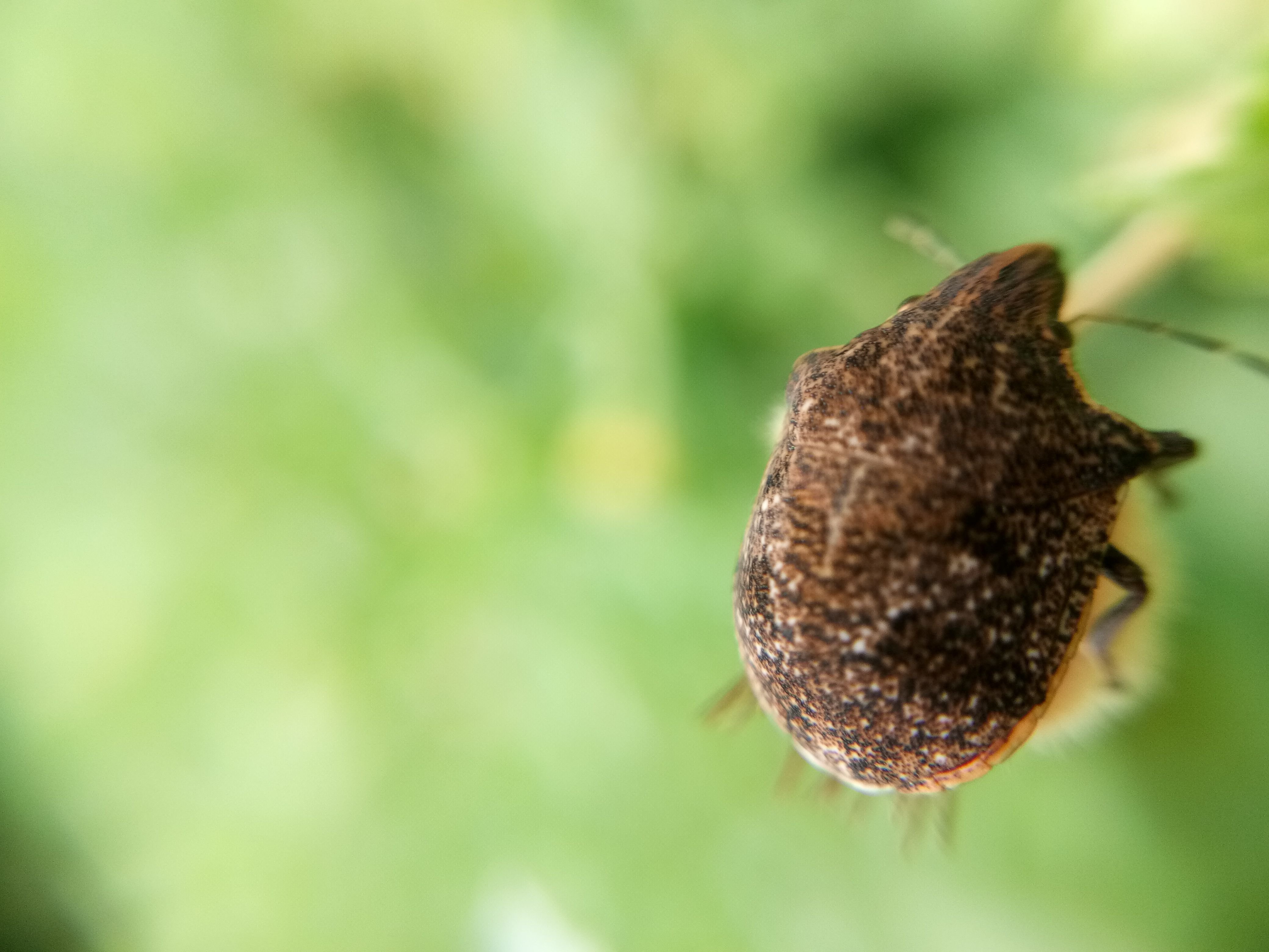 kumbang batik beetle macro photography steemit kumbang batik beetle macro photography steemit