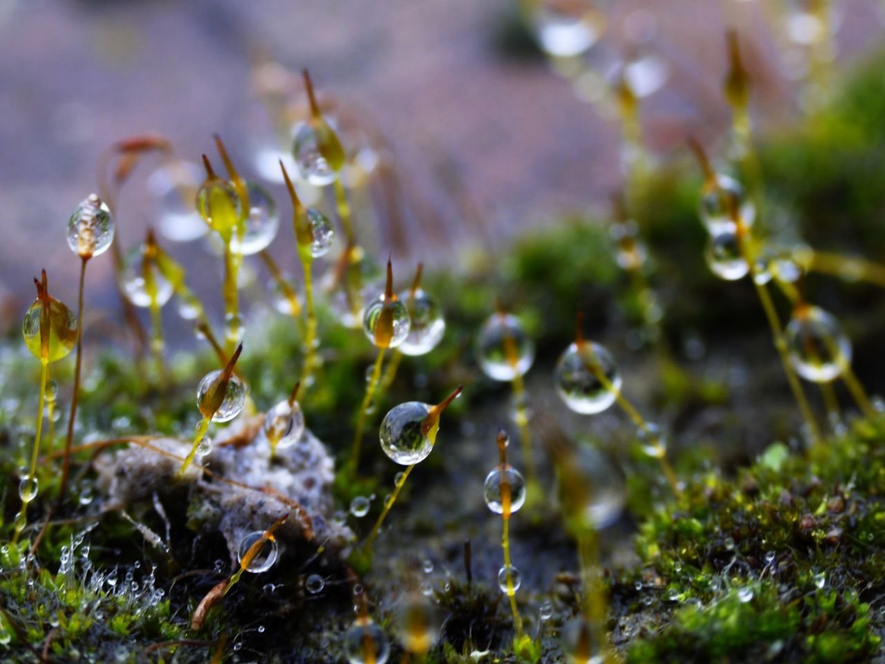 16543011287 - raindrops cling to moss flowers on a january.jpg