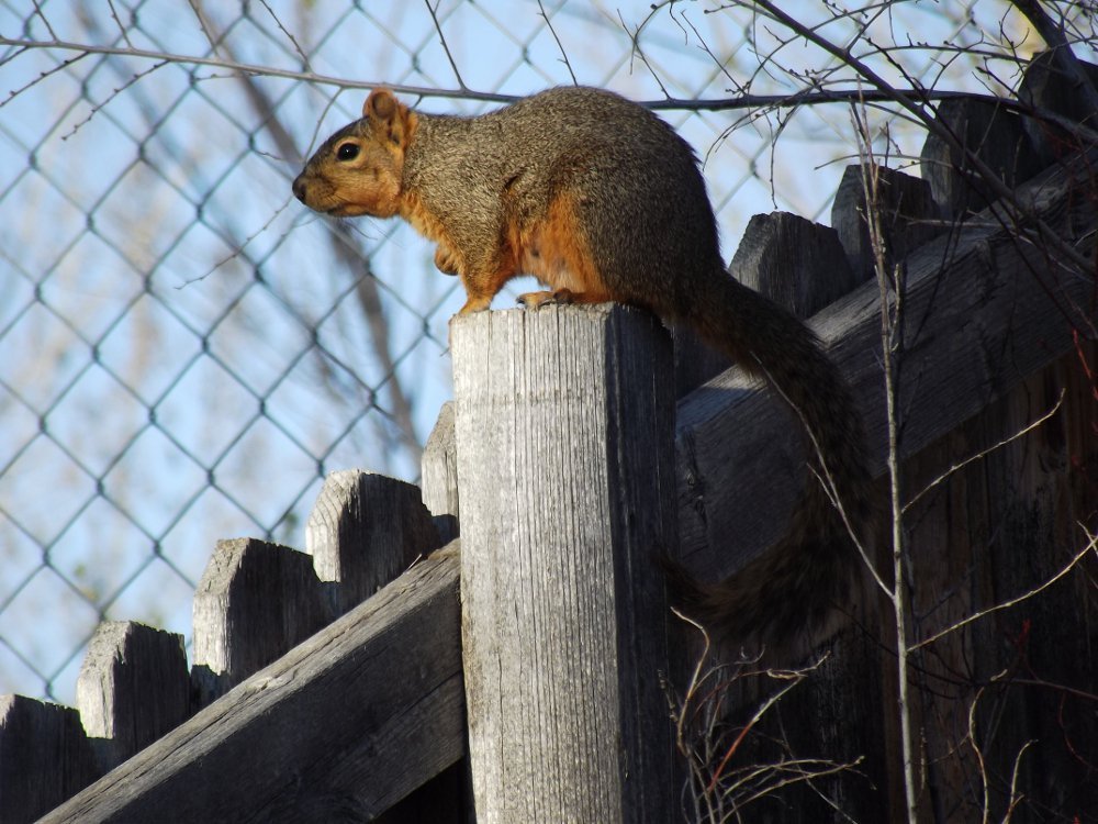 Posing Peanut - Jeronimo Rubio Photography 2016.jpg