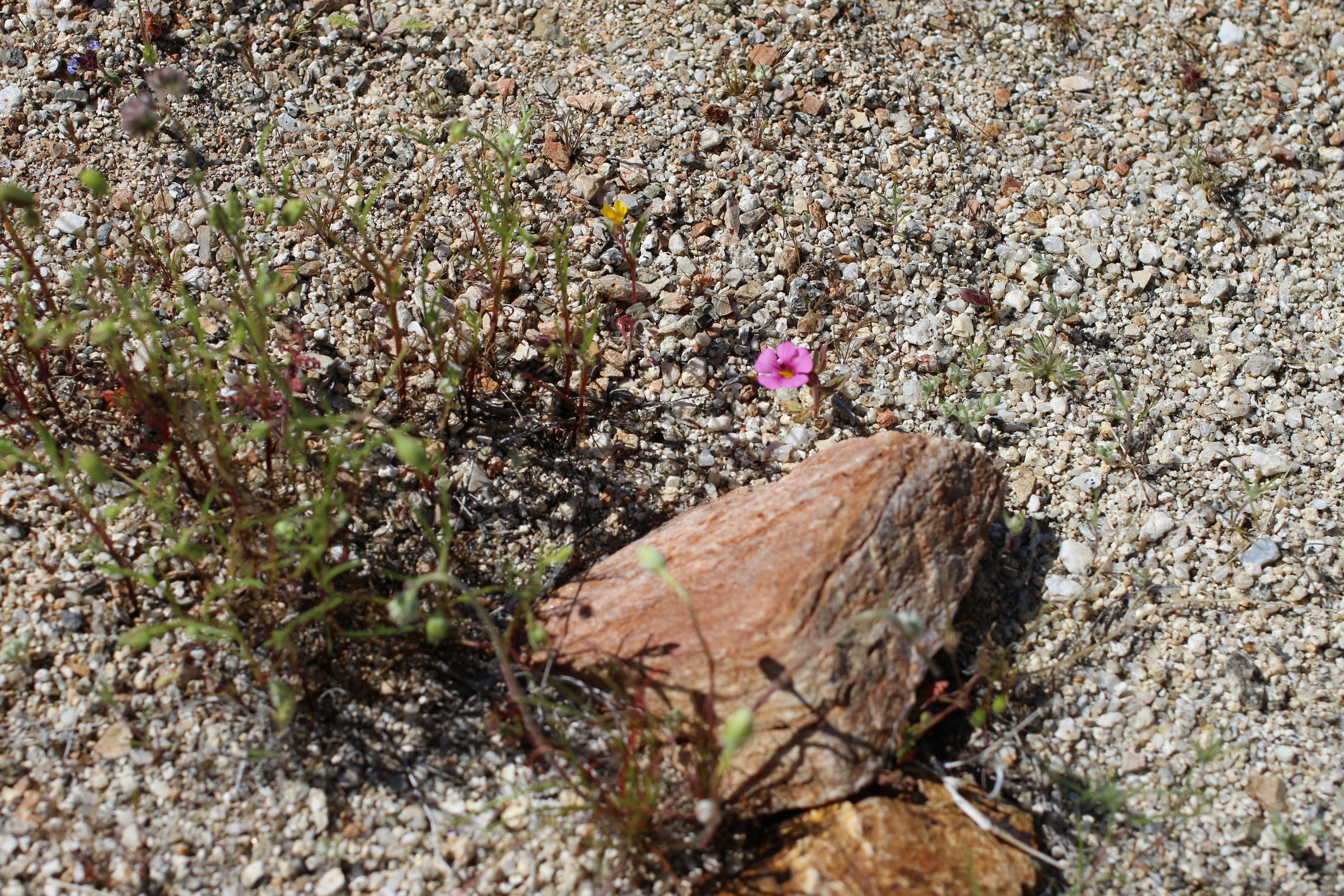 Bigelow’s Monkeyflower