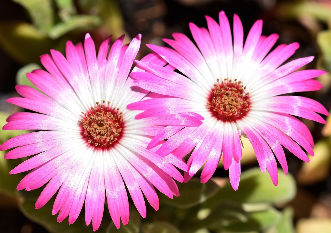 livingstone daisy pink.jpg