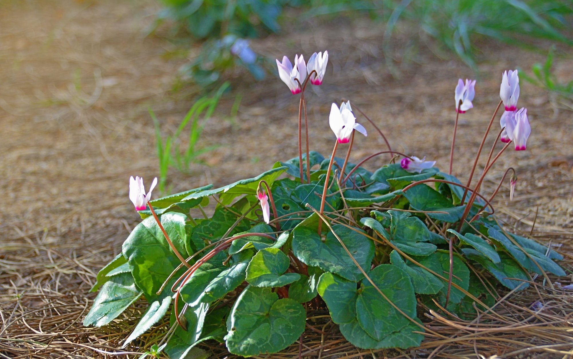 Cyclamen