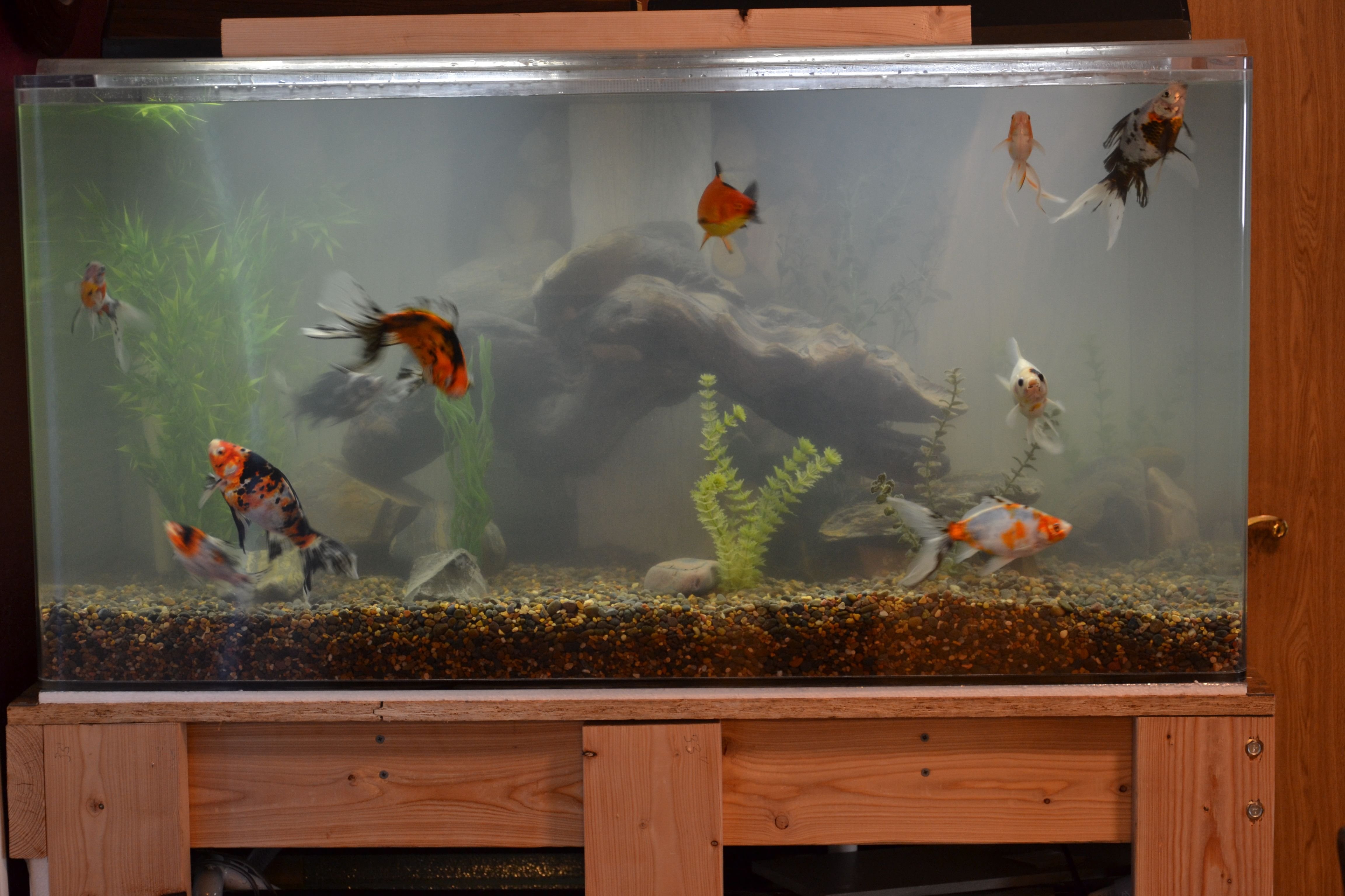 120 gal fish tank build 2015 015.JPG