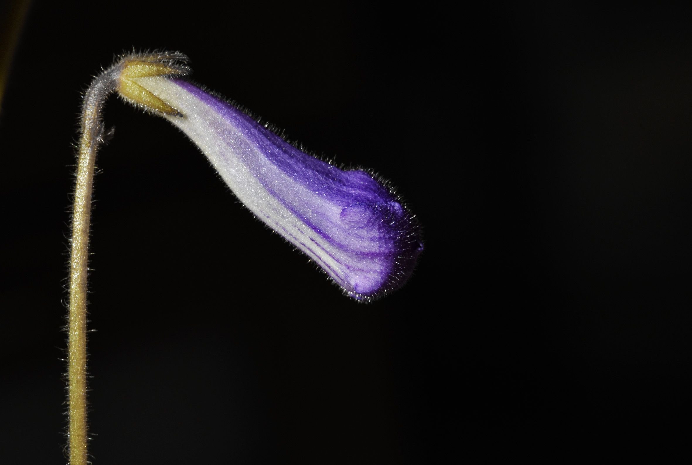 Streptocarpus navy blue bud.jpg