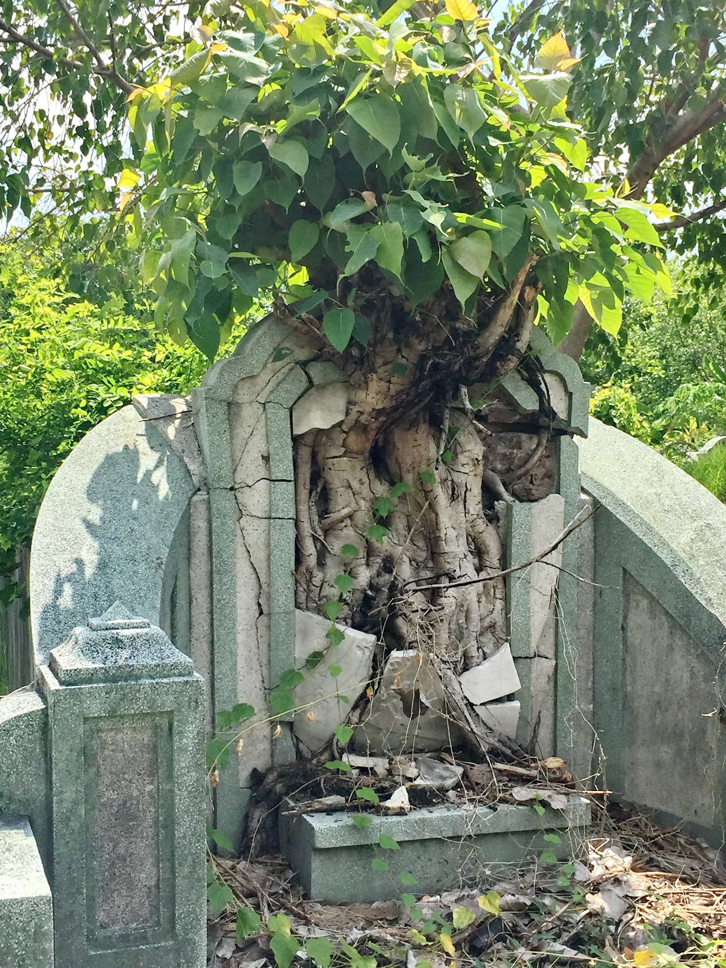 iPhone 6 March 2018-Cemetery & Flowers 067.JPG