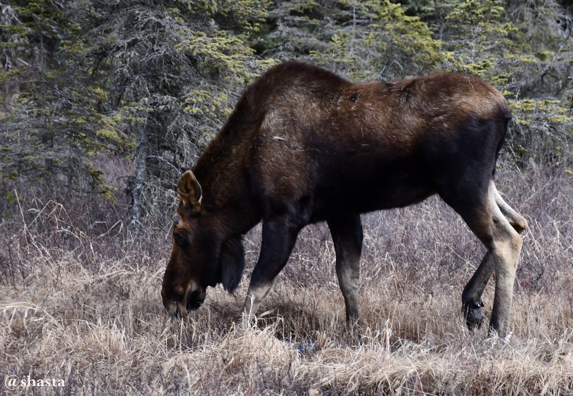 shasta2018april22nd47moosemonday6io.jpg