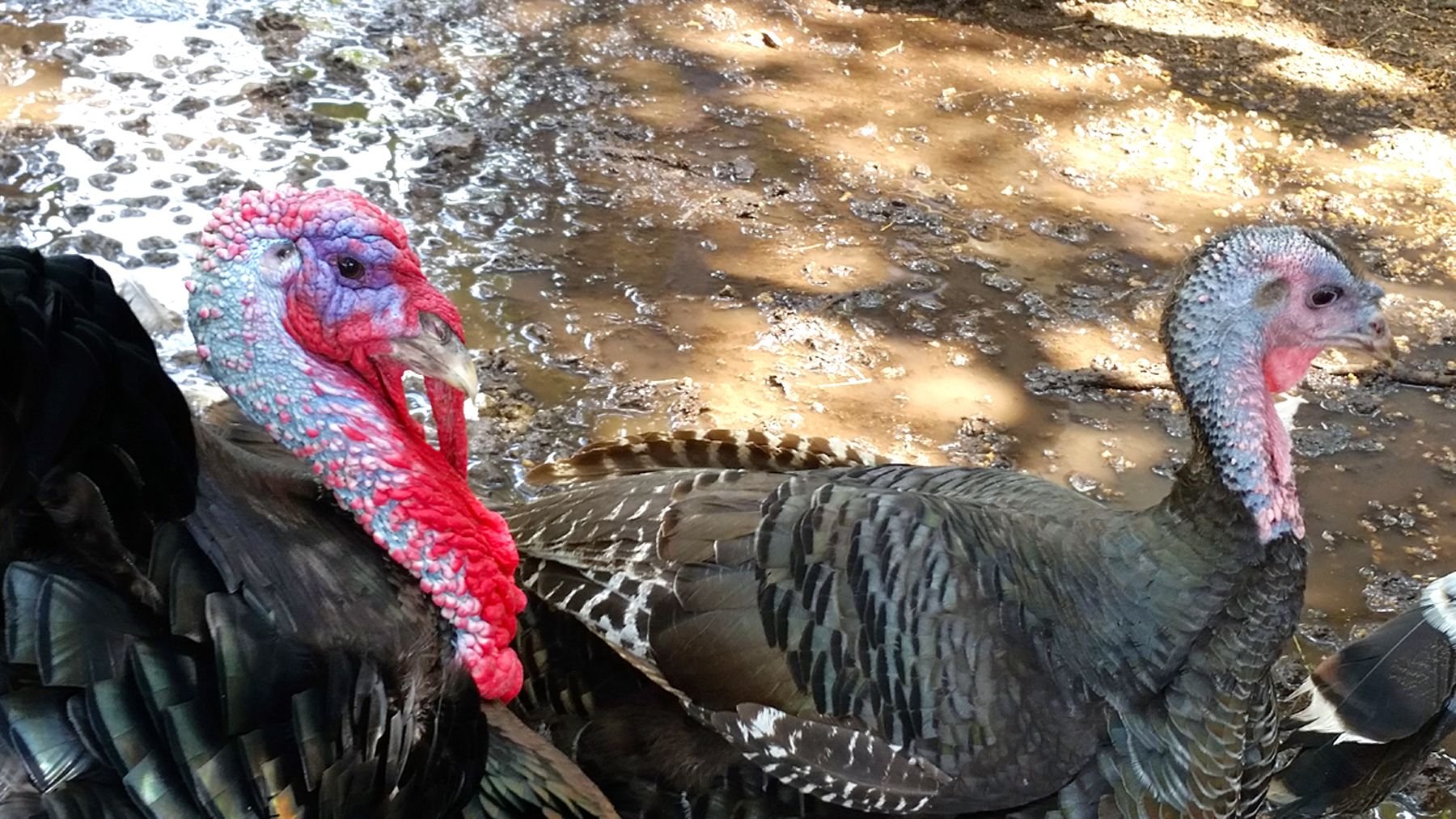 Turkeys Aug 2014.jpg