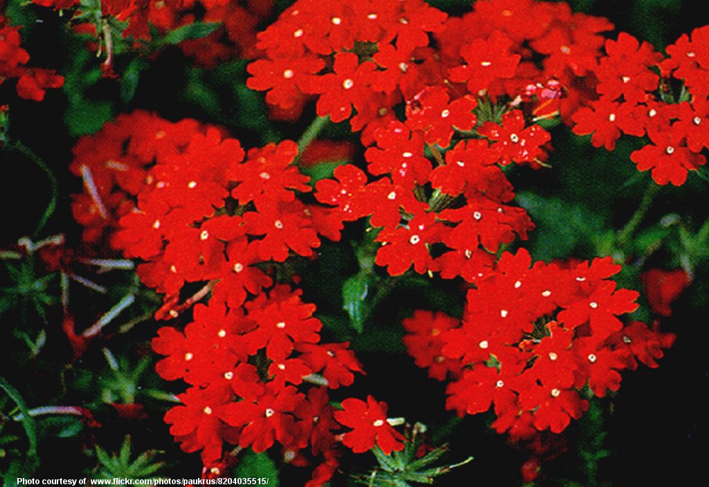 RedFlowers-001-090317.jpg