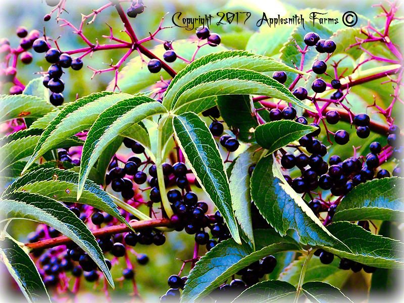 organic_elderberry_plant_asf_wl.jpg