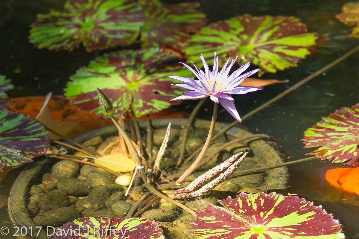 Sunken Gardens-00271.jpg