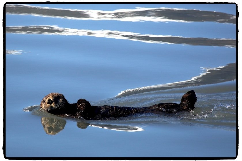 sea-otter-1405970_1280.jpg