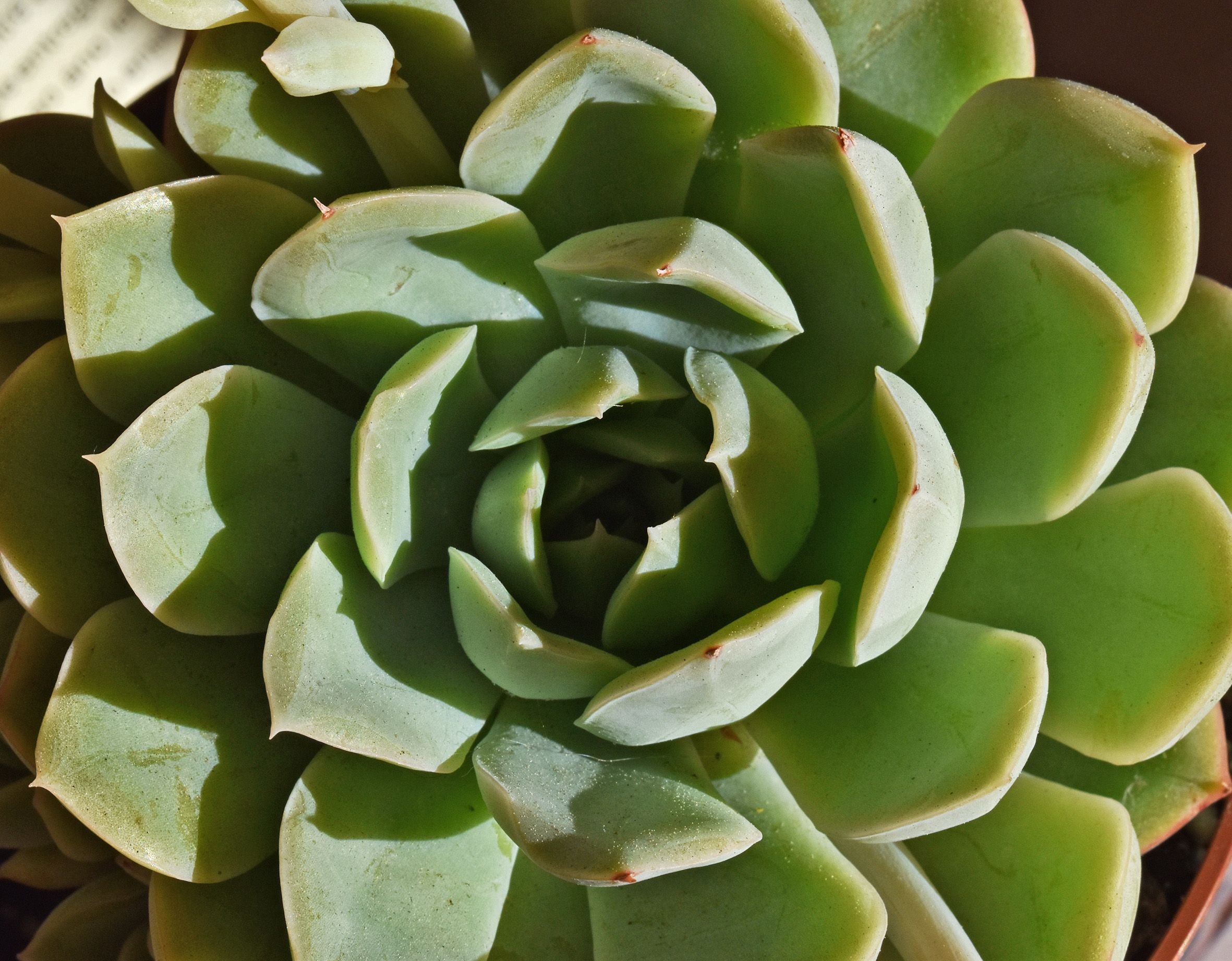 Echeveria.jpg