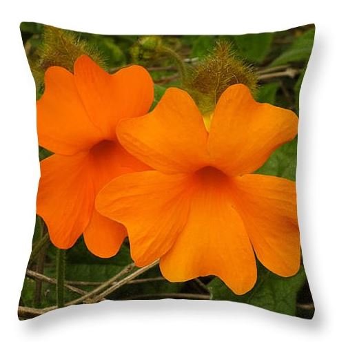 Pillow CA Poppies.JPG